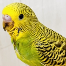 しましま🌀逆に希少カラー🍀ノーマルカラーのセキセイインコ(ヒナ)入荷しました❤️