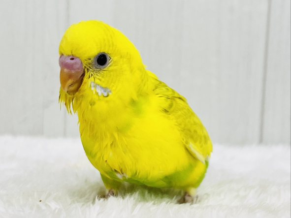 色変わり💓‪将来お楽しみカラー💛綺麗なセキセイインコのヒナ入荷しました❤️