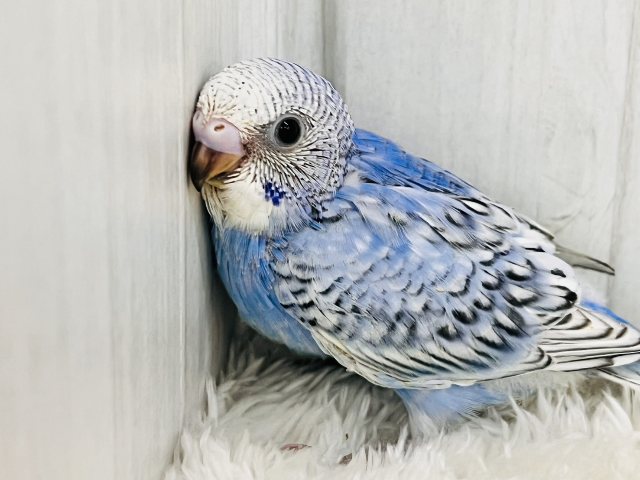 ブルー💙の中にほわほわのわた毛が隠れんぼ☁セキセイインコのヒナ(ブルースパングル)入荷しました❤️ セキセイインコ