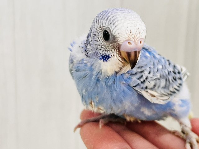 ブルー💙の中にほわほわのわた毛が隠れんぼ☁セキセイインコのヒナ(ブルースパングル)入荷しました❤️ セキセイインコ