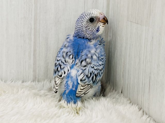 ブルー💙の中にほわほわのわた毛が隠れんぼ☁セキセイインコのヒナ(ブルースパングル)入荷しました❤️ セキセイインコ