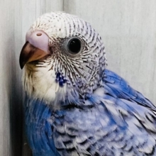 ブルー💙の中にほわほわのわた毛が隠れんぼ☁セキセイインコのヒナ(ブルースパングル)入荷しました❤️