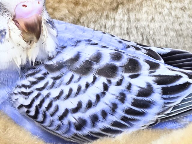 セキセイインコ