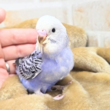 最新画像になります☆可愛さ溢れるお宝さん🩵✨　セキセイインコ（ブルーオパーリン）