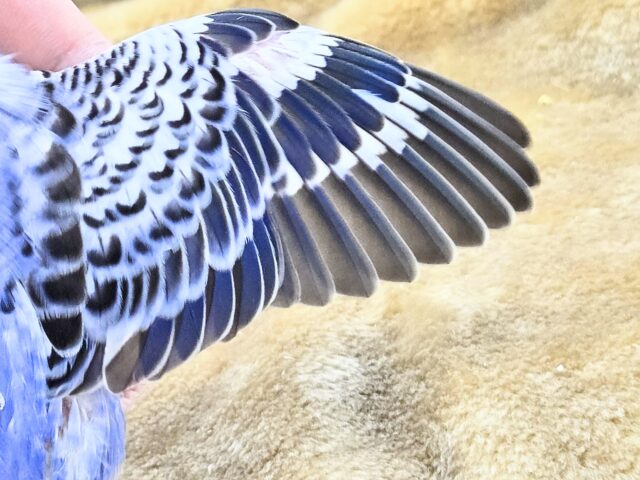 セキセイインコ
