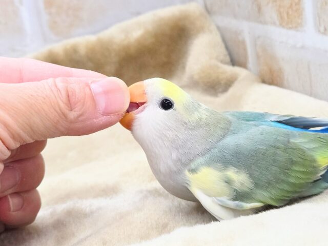 最新画像になります☆遊ぶお尻が可愛いね💙🍒 コザクラインコ(ブルーチェリーパイド) コザクラインコ(小桜インコ)