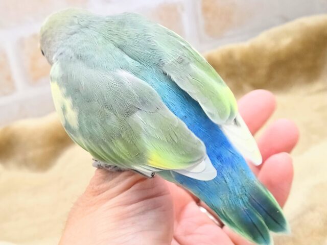 最新画像になります☆遊ぶお尻が可愛いね💙🍒 コザクラインコ(ブルーチェリーパイド) コザクラインコ(小桜インコ)