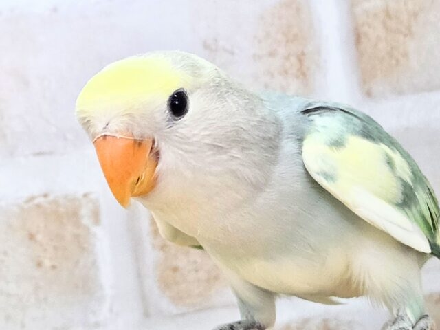 最新画像になります☆遊ぶお尻が可愛いね💙🍒 コザクラインコ(ブルーチェリーパイド) コザクラインコ(小桜インコ)