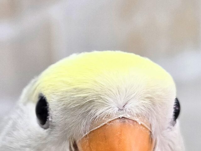 最新画像になります☆遊ぶお尻が可愛いね💙🍒 コザクラインコ(ブルーチェリーパイド) コザクラインコ(小桜インコ)