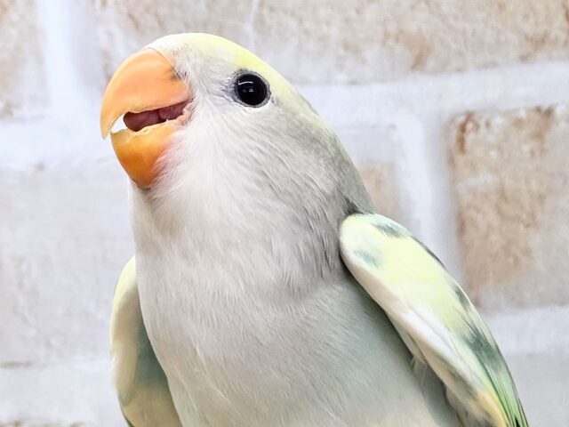 最新画像になります☆遊ぶお尻が可愛いね💙🍒 コザクラインコ(ブルーチェリーパイド) コザクラインコ(小桜インコ)