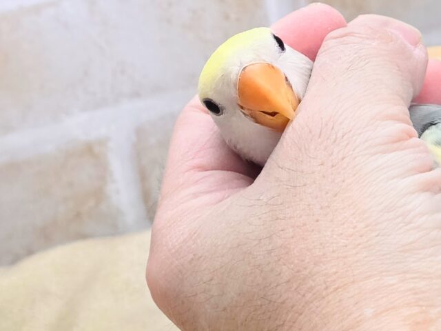 最新画像になります☆遊ぶお尻が可愛いね💙🍒 コザクラインコ(ブルーチェリーパイド) コザクラインコ(小桜インコ)