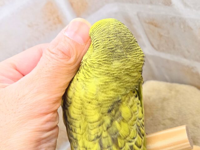 ジャンボセキセイインコ