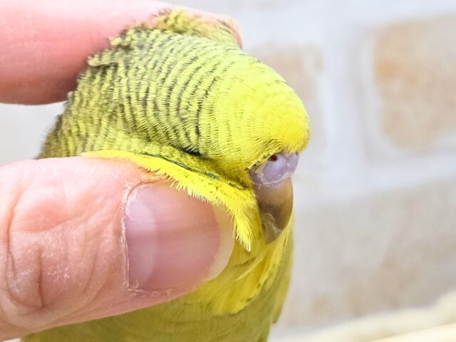 ジャンボセキセイインコ