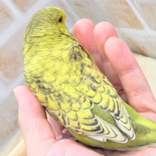最新画像になります☆もっちもちの～もっちもち♬ジャンボっ♨　ジャンボセキセイインコ　スパングル～～