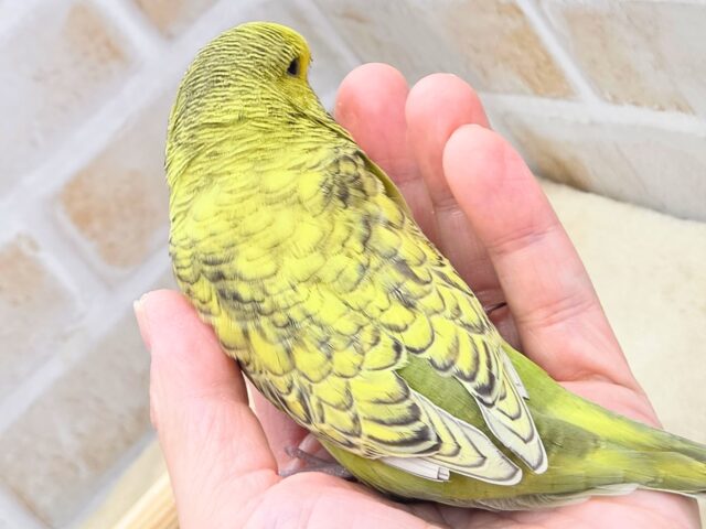 最新画像になります☆もっちもちの～もっちもち♬ジャンボっ♨　ジャンボセキセイインコ　スパングル～～