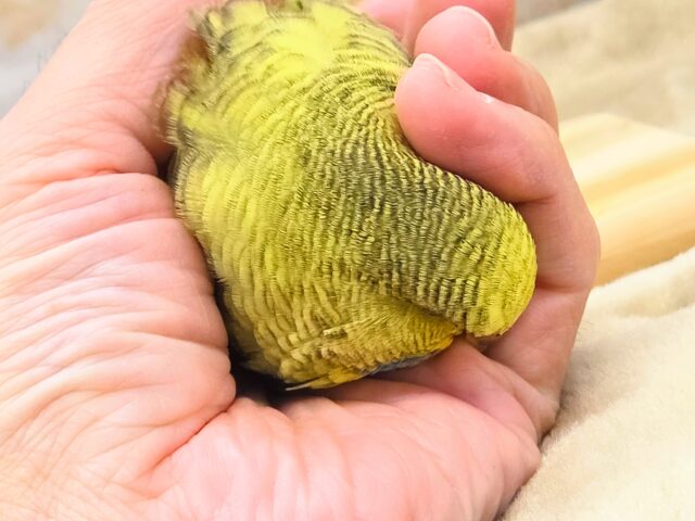 ジャンボセキセイインコ