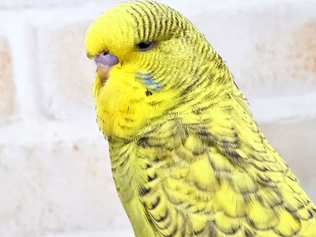 ジャンボセキセイインコ