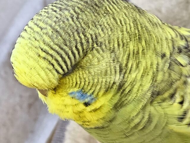 ジャンボセキセイインコ