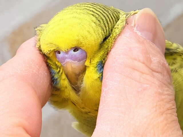 ジャンボセキセイインコ