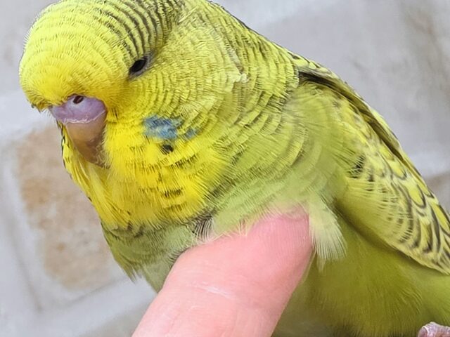 ジャンボセキセイインコ