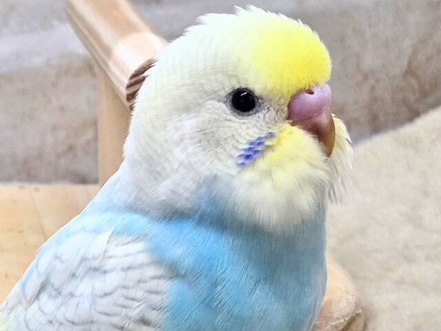 最新画像になります☆美麗な模様です✨✨　セキセイインコ（パステルレインボースパングル）