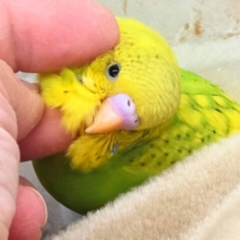 最新画像になります☆春到来🌸新緑カラー💛💚　セキセイインコ（スパングルパイド）