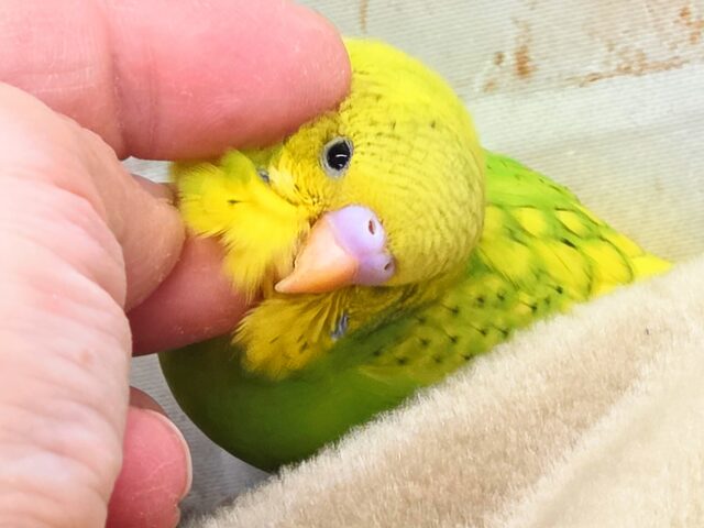 最新画像になります☆春到来🌸新緑カラー💛💚　セキセイインコ（スパングルパイド）