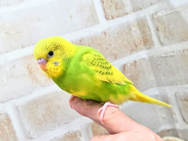 セキセイインコ