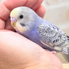 最新画像になります☆気ままさに、クスッと～～♪　セキセイインコ　YFバイレットスパングル～～