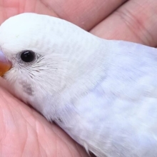 落ちつくｽﾃｷカラーさん☆　ライラックセキセイインコ～