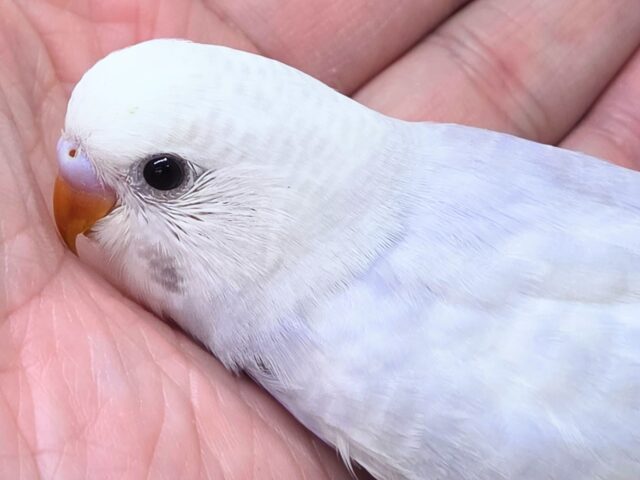 落ちつくｽﾃｷカラーさん☆　ライラックセキセイインコ～