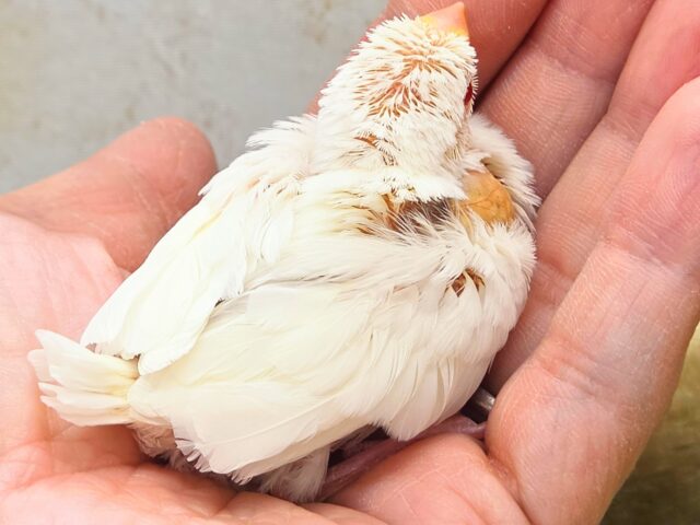 アルビノ文鳥