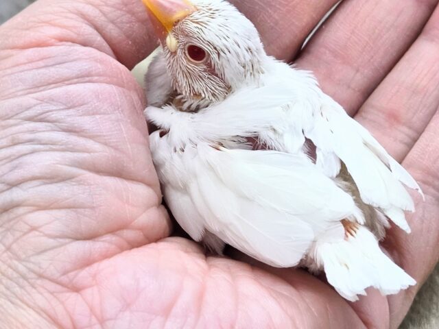 アルビノ文鳥