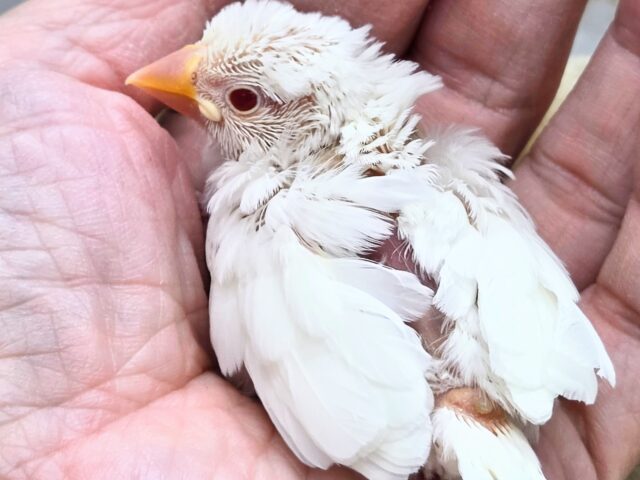 アルビノ文鳥
