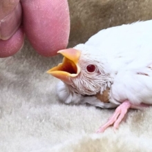 真っ白あんど透明感ある瞳☆☆　アルビノ文鳥～～