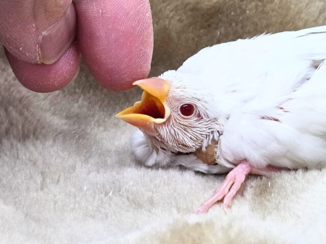 真っ白あんど透明感ある瞳☆☆　アルビノ文鳥～～