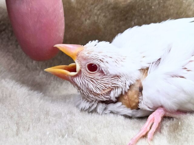 アルビノ文鳥