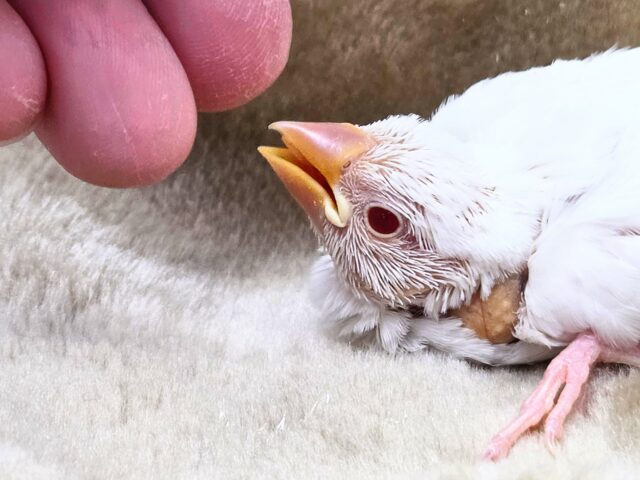アルビノ文鳥