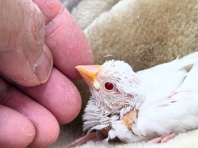 アルビノ文鳥