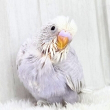 神秘的な美カラー✨ライラック🪻セキセイインコ入舎しましたよ🌟