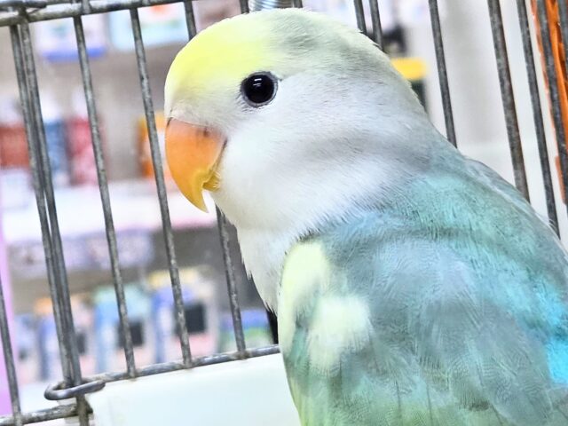 最新画像になります☆遊ぶお尻が可愛いね💙🍒 コザクラインコ(ブルーチェリーパイド) コザクラインコ(小桜インコ)