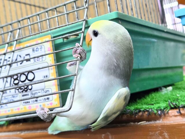 最新画像になります☆遊ぶお尻が可愛いね💙🍒 コザクラインコ(ブルーチェリーパイド) コザクラインコ(小桜インコ)