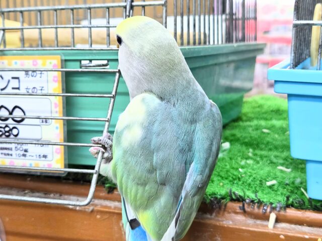 最新画像になります☆遊ぶお尻が可愛いね💙🍒 コザクラインコ(ブルーチェリーパイド) コザクラインコ(小桜インコ)