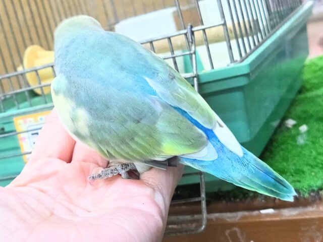 最新画像になります☆遊ぶお尻が可愛いね💙🍒 コザクラインコ(ブルーチェリーパイド) コザクラインコ(小桜インコ)