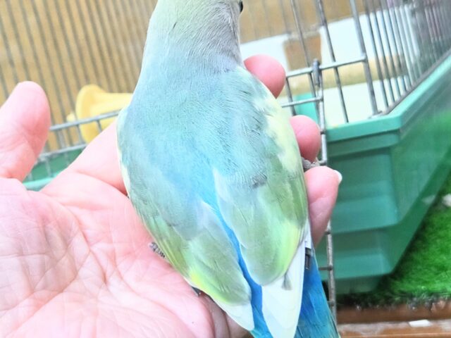 最新画像になります☆遊ぶお尻が可愛いね💙🍒 コザクラインコ(ブルーチェリーパイド) コザクラインコ(小桜インコ)