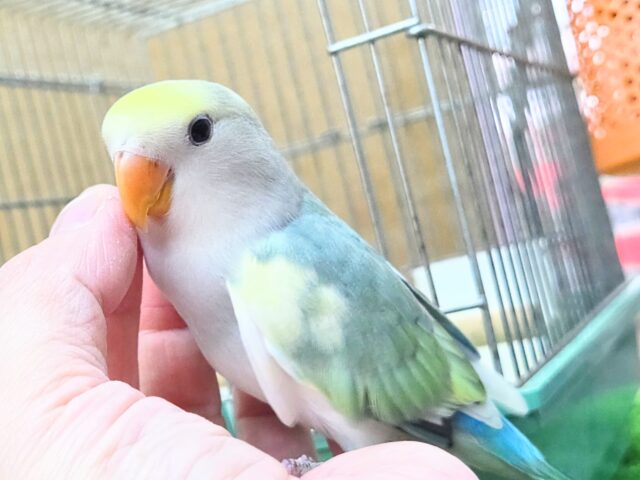 最新画像になります☆遊ぶお尻が可愛いね💙🍒 コザクラインコ(ブルーチェリーパイド) コザクラインコ(小桜インコ)