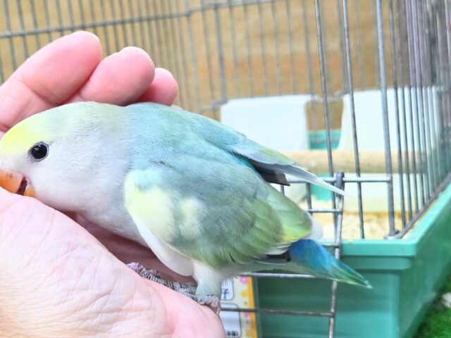 最新画像になります☆遊ぶお尻が可愛いね💙🍒 コザクラインコ(ブルーチェリーパイド) コザクラインコ(小桜インコ)