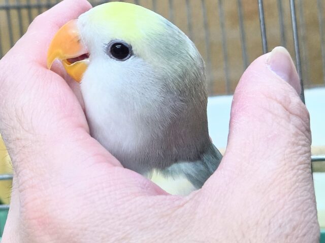 最新画像になります☆遊ぶお尻が可愛いね💙🍒 コザクラインコ(ブルーチェリーパイド) コザクラインコ(小桜インコ)