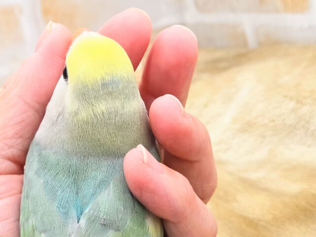 最新画像になります☆遊ぶお尻が可愛いね💙🍒 コザクラインコ(ブルーチェリーパイド) コザクラインコ(小桜インコ)
