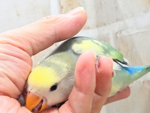 最新画像になります☆遊ぶお尻が可愛いね💙🍒 コザクラインコ(ブルーチェリーパイド) コザクラインコ(小桜インコ)
